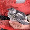 Kittlitz's Murrelet